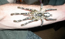 Poecilotheria ornata