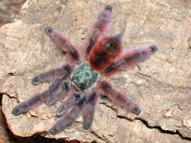 Avicularia versicolor