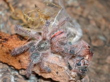 Iridopelma hirstum