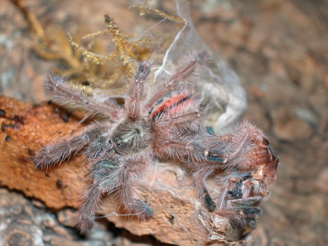 Iridopelma hirstum