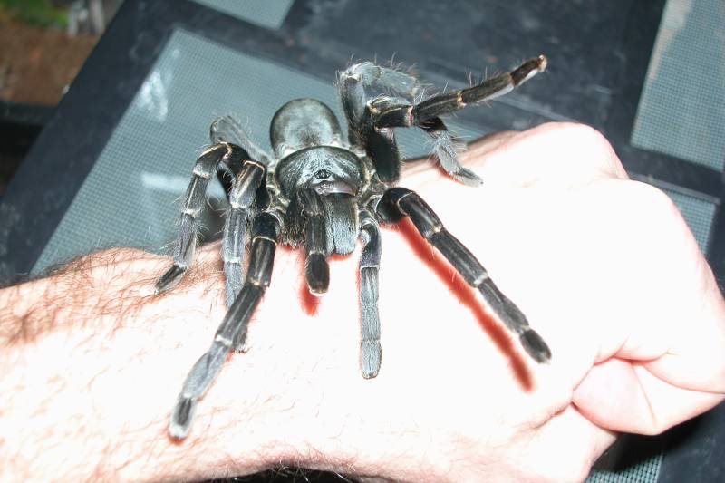 Haplopelma (sp.) ?