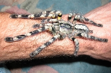 P. striata
