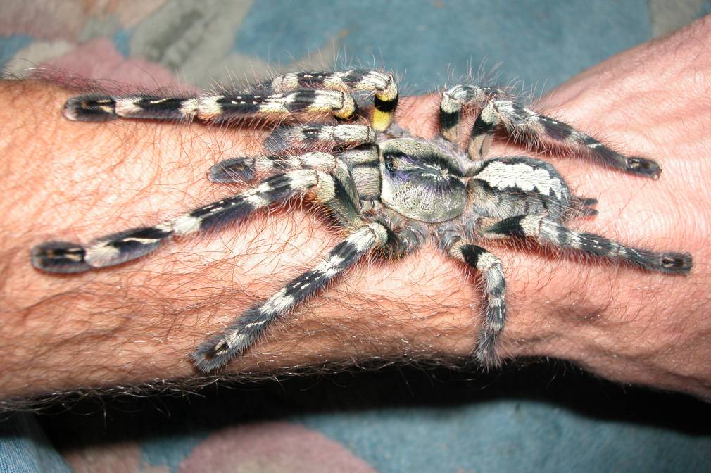 P. striata