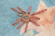 T. gigas