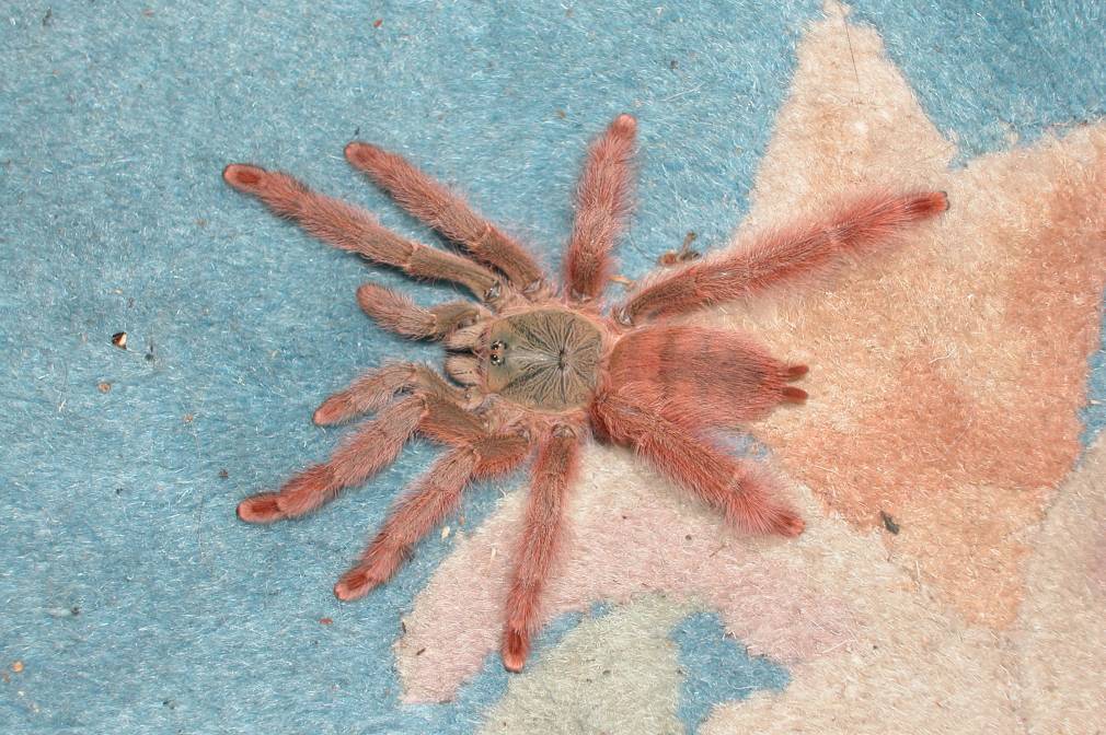 T. gigas