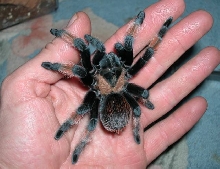 Brachypelma emilia