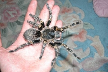 G. aureostriata
