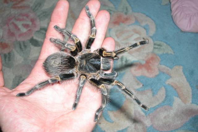 G. aureostriata
