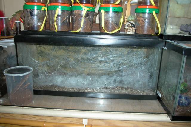 Parahybana home