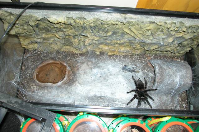 Inside shot of parahybana home