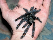 P. irminia (mom and sling)
