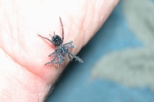 P.  cancerides sling