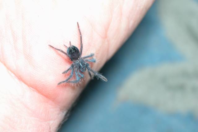 P.  cancerides sling