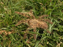Poecilotheria rufilata