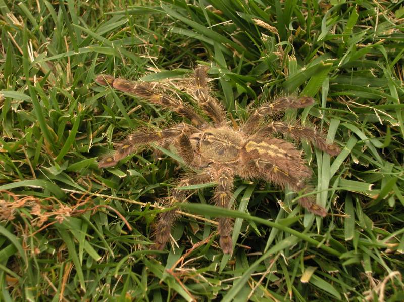 Poecilotheria rufilata