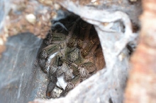 Mommy P. cambridgei