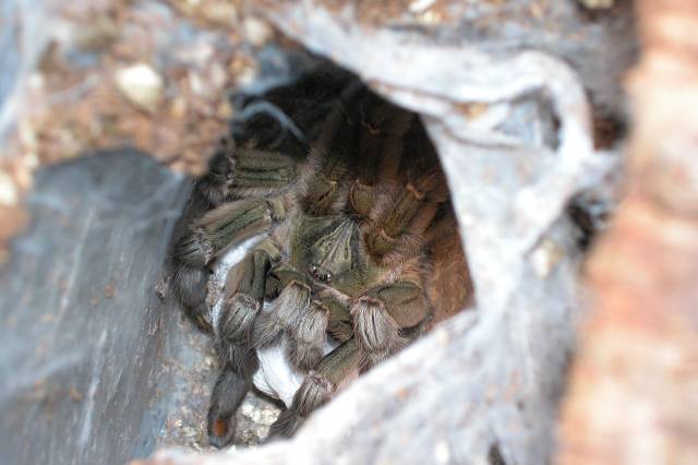 Mommy P. cambridgei