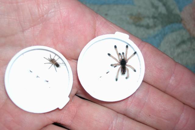 Babies, B. vagan and Avic. avic.