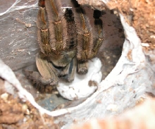 P. cambridgei eggsac
