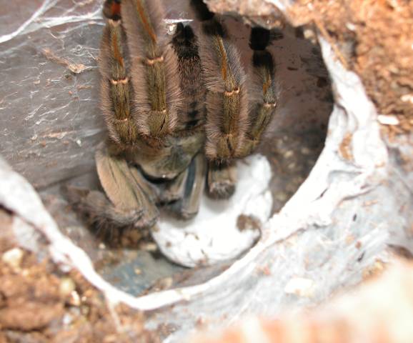 P. cambridgei eggsac