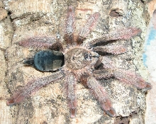 Psalmopoeus pulcher