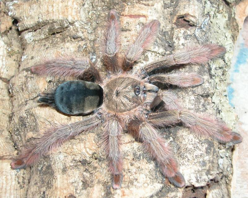 Psalmopoeus pulcher