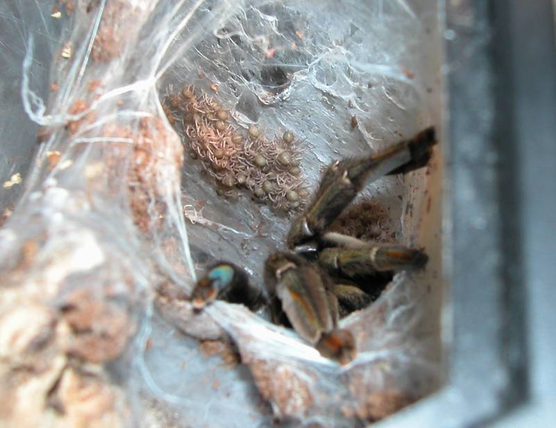 P. cambridgei and offspring