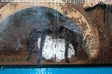 P. cancerides  and eggsac