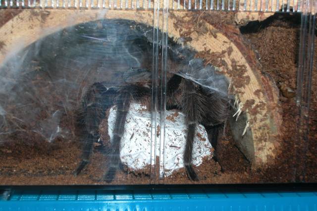 P. cancerides  and eggsac