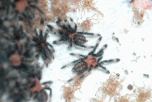 P. irminia's (second instar)