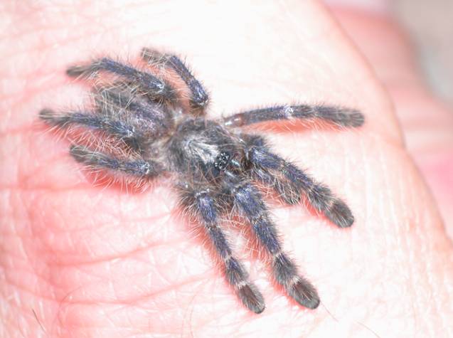 Poecilotheria  metallica s'ling