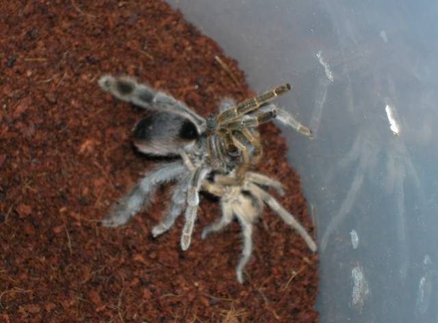 Eucratoscelus pachypus (Dwarf Stoutleg) Mating
