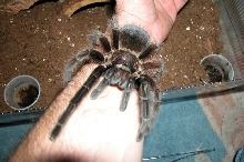 Phormictopus cancerides