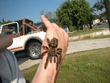 P. Irminia