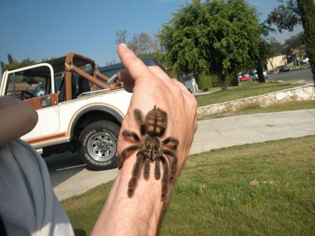 P. Irminia