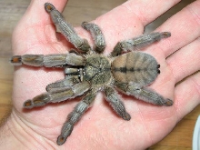 P. Cambridgei