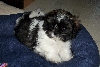 my little Ayla