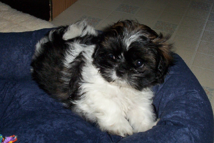 my little Ayla