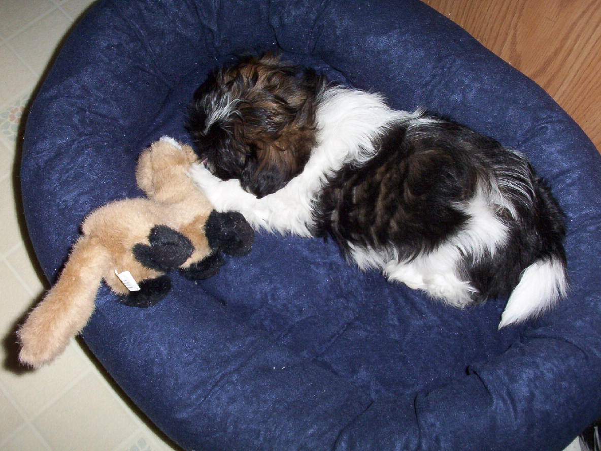 Ayla the ferret killer