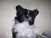 Ayla crazy puppy