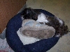 slipper sleeper