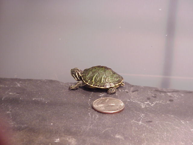 quarter