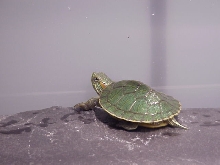 turt