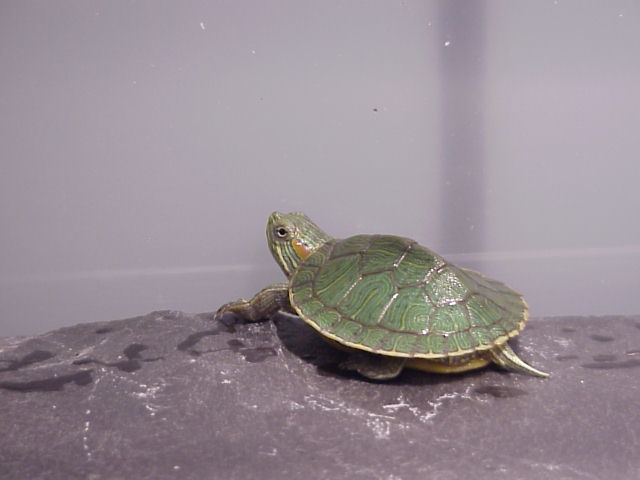 turt