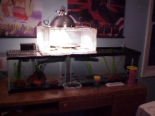 the setup