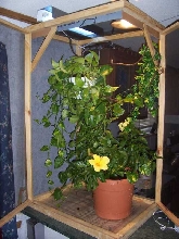 Updated cage photo
