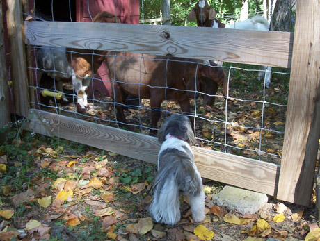 guard dog