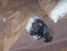 lazy puppy