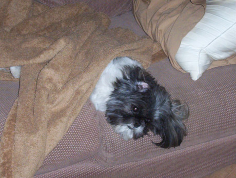 lazy puppy