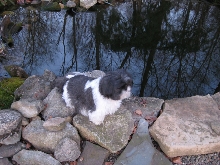 Ayla pond